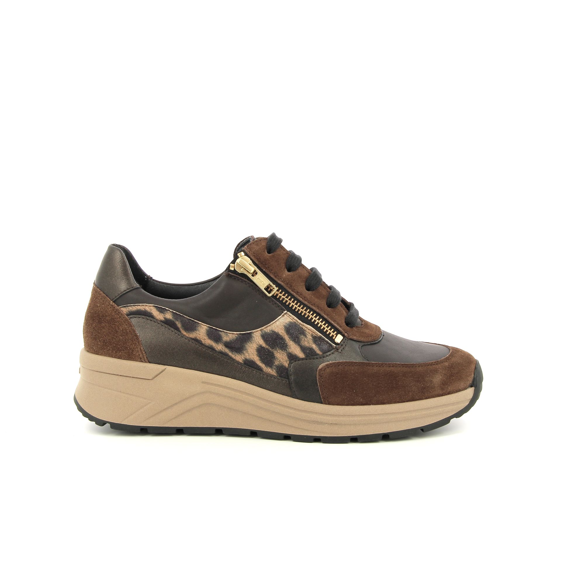 Solidus Holly 257522 bruin